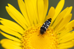 Acmaeodera macra