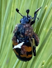 Nicrophorus tomentosus