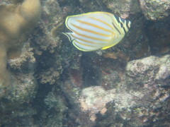 Chaetodon ornatissimus