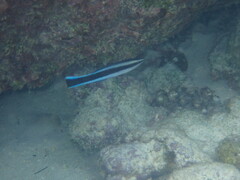 Labroides dimidiatus