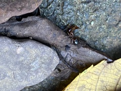 Camponotus subbarbatus