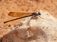 Argia lugens