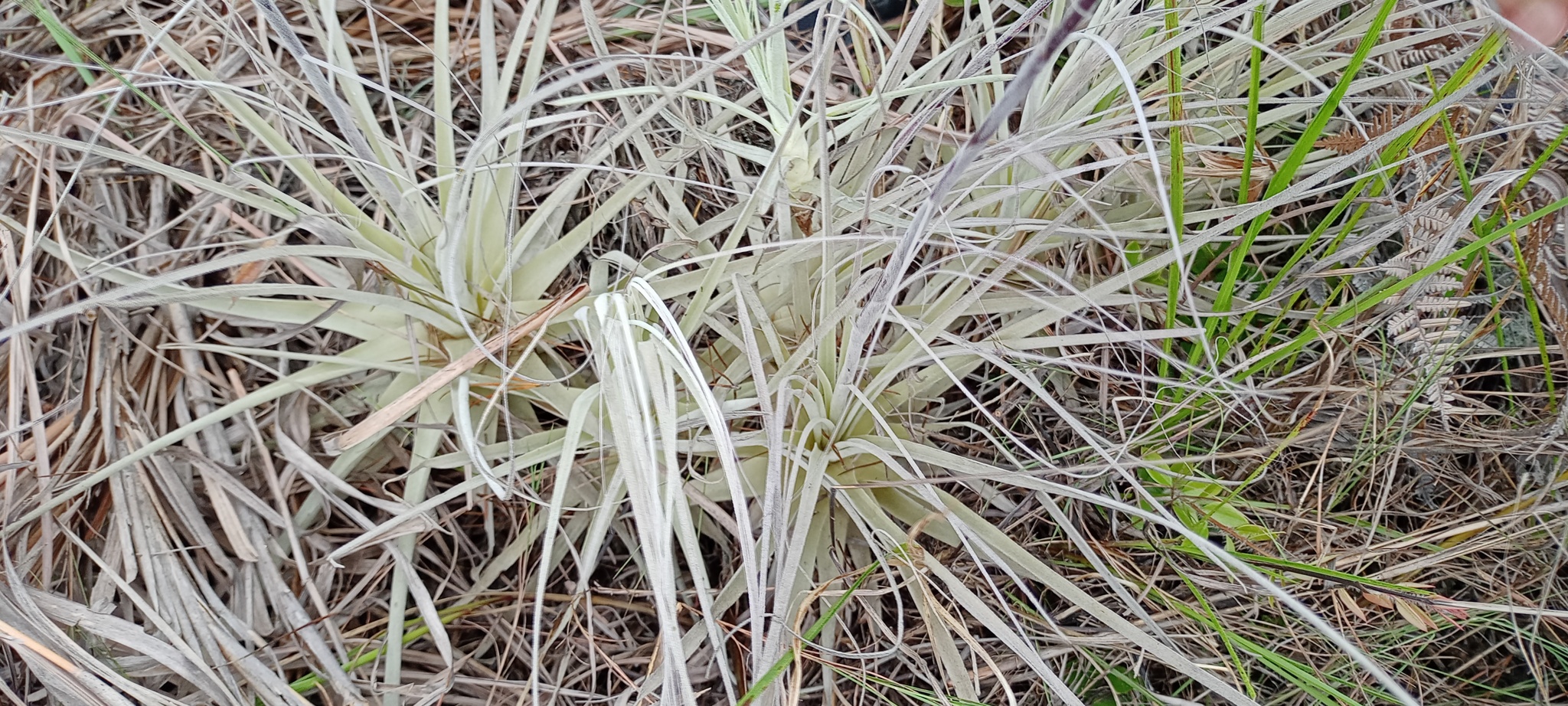 Tillandsia straminea image
