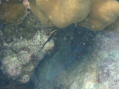 Ctenochaetus striatus