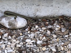 Thamnophis proximus orarius