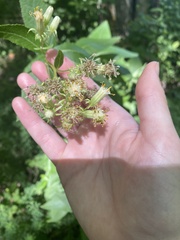 Hasteola suaveolens