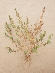 Amaranthus albus