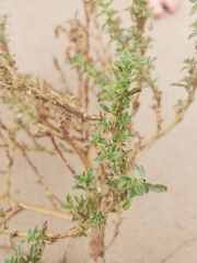 Amaranthus albus