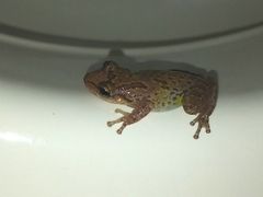 Scinax x-signatus