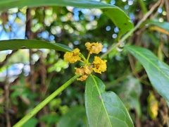 Malpighiaceae