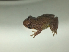 Scinax x-signatus