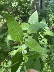 Hasteola suaveolens