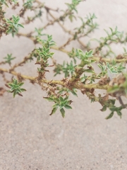 Amaranthus albus