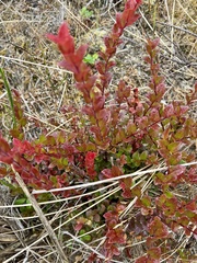 Vaccinium ovatum