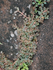Euphorbia thymifolia