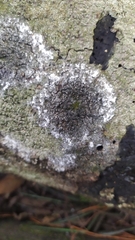 Opegrapha