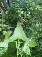Hasteola suaveolens