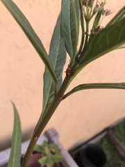 Oncopeltus cingulifer