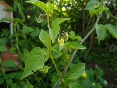 Jaltomata procumbens