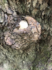 Agrobacterium radiobacter