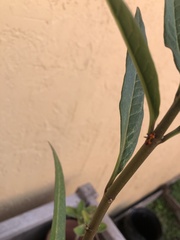 Oncopeltus cingulifer