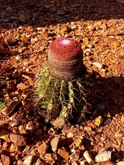 Melocactus zehntneri