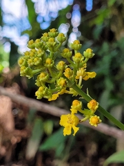 Malpighiaceae