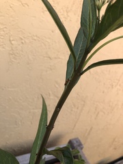 Oncopeltus cingulifer