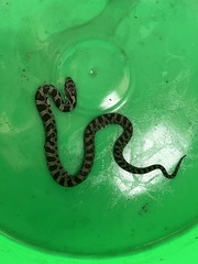 Pantherophis ramspotti