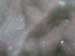 Porites