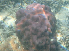 Porites