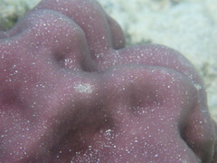 Porites