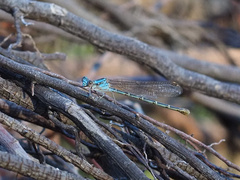 Argia lugens