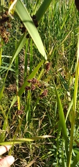 Scirpus