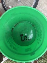Pantherophis ramspotti