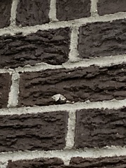 Phalaenophana pyramusalis