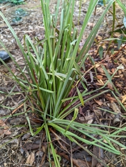 Dianella longifolia