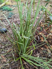 Dianella longifolia