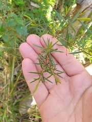 Melaleuca nodosa