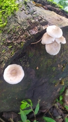 Pluteus longistriatus