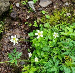 Parnassia fimbriata
