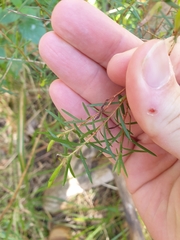 Melaleuca nodosa