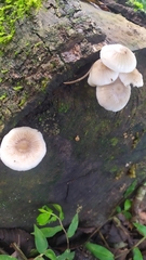 Pluteus longistriatus