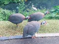 Numida meleagris domesticus
