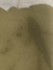 Vertebrata