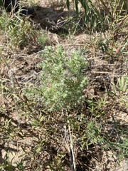 Xanthisma spinulosum
