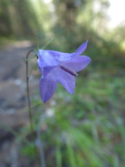 Campanula alaskana