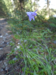 Campanula alaskana