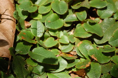 Epigaea repens