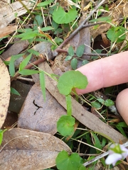 Viola banksii